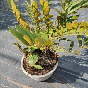 Zamia furfuracea