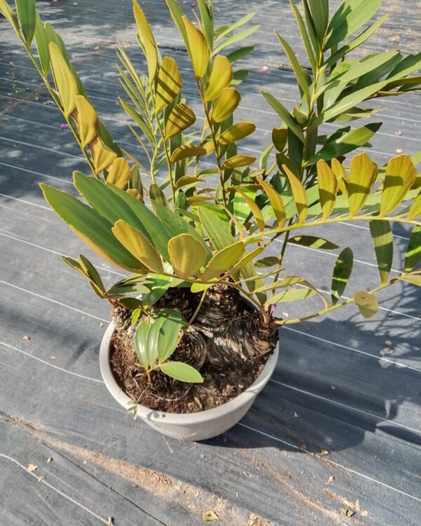 Zamia furfuracea