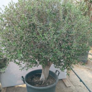 Olea europaea