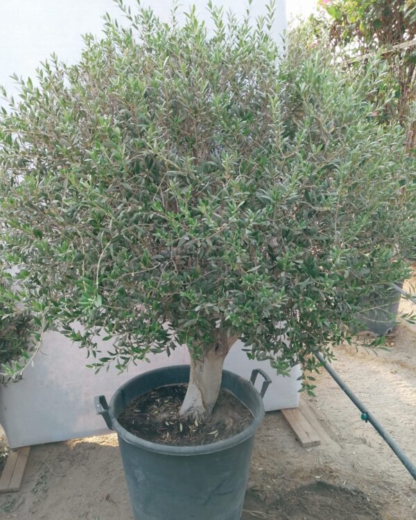 Olea europaea