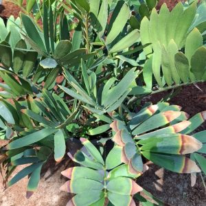 Zamia furfuracea