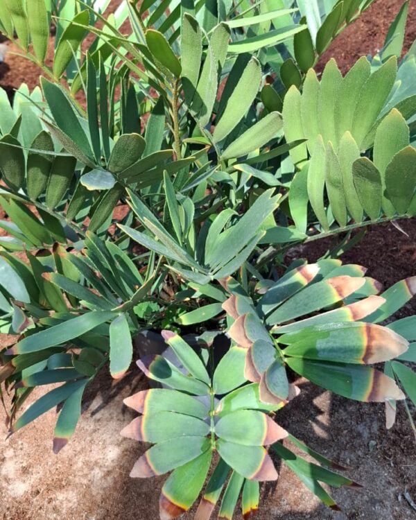 Adenium obesum