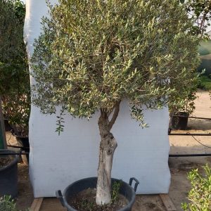 Olea europaea