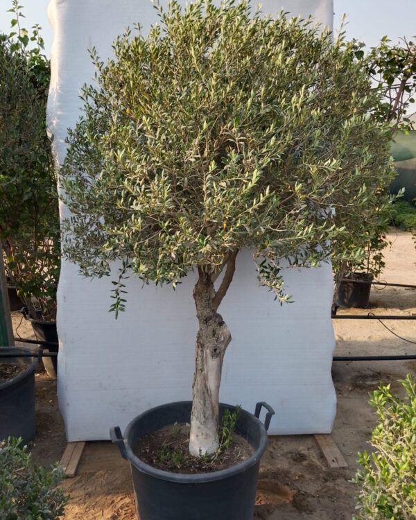 Olea europaea