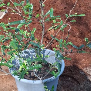 Zanthoxylum odorum