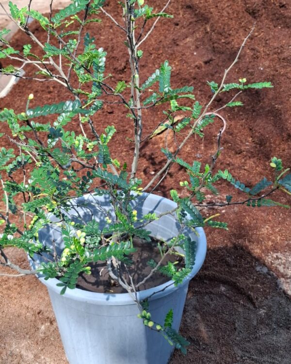 Zanthoxylum odorum