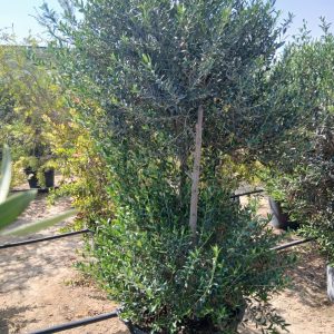 Olea europaea