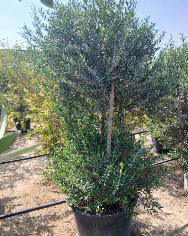 Olea europaea
