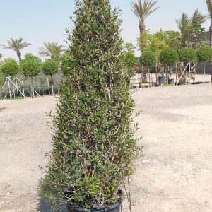 Phillyrea angustifolia