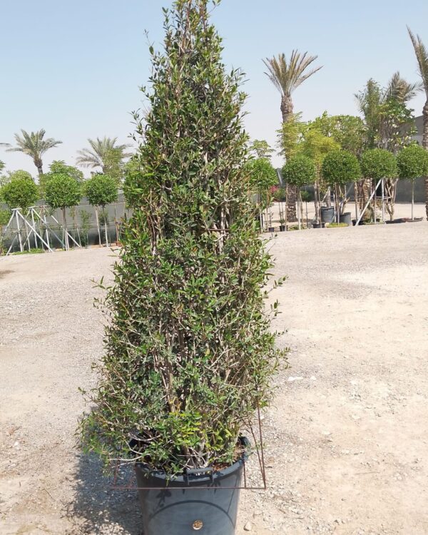 Phillyrea angustifolia