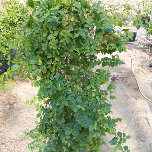 Quisqualis indica