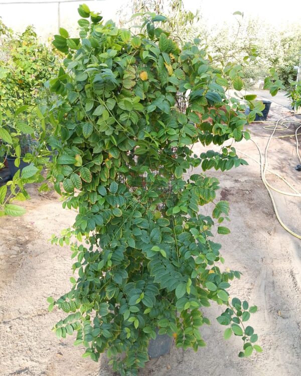 Quisqualis indica