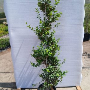 Rhyncospermum Jasminoides