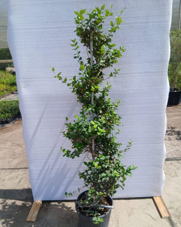 Rhyncospermum Jasminoides