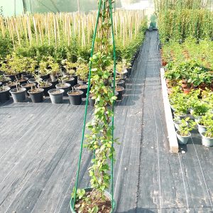 Rhyncospermum Jasminoides