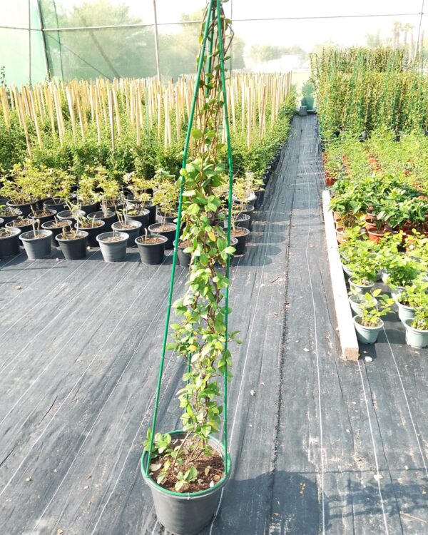 Rhyncospermum Jasminoides