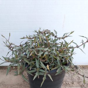 Ruellia Ciliosa