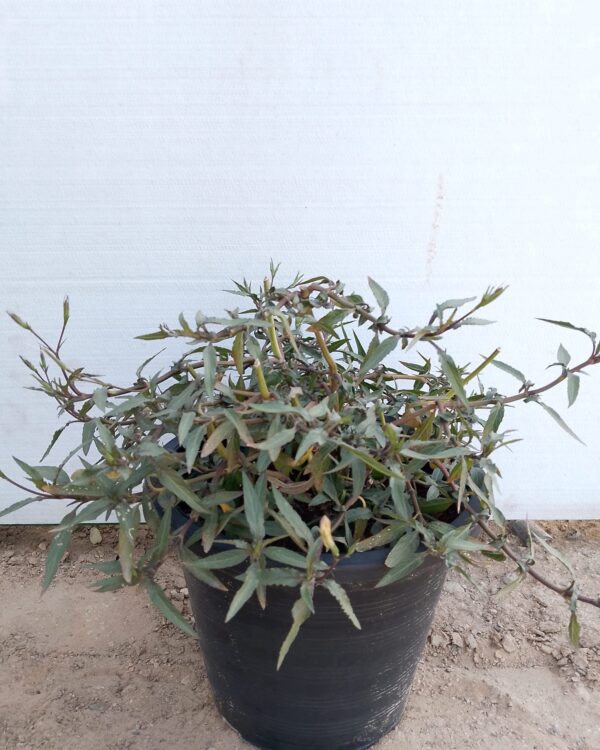 Ruellia Ciliosa