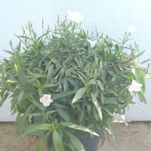Ruellia Ciliosa