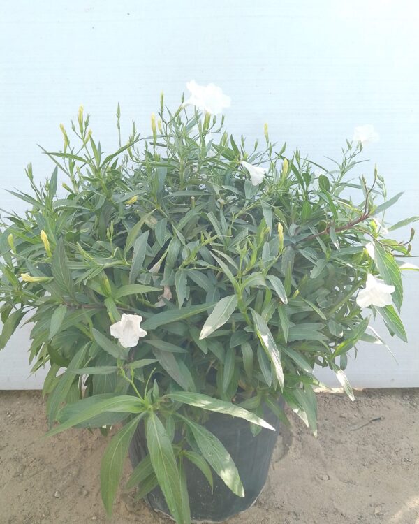 Ruellia Ciliosa