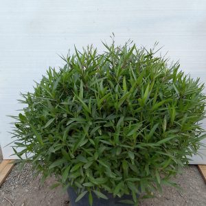 Ruellia Ciliosa
