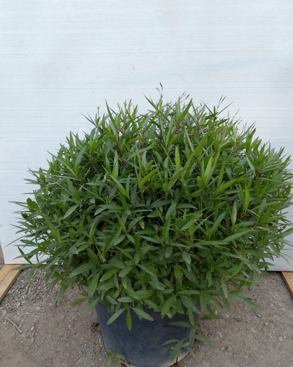 Ruellia Ciliosa