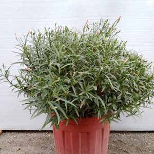 Ruellia Ciliosa