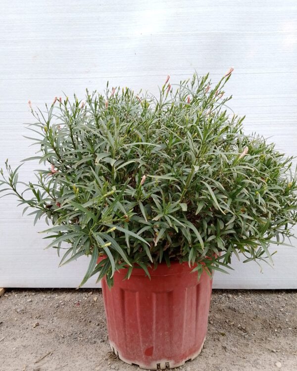 Ruellia Ciliosa