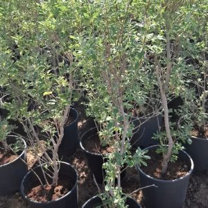Vitex rotundifolia
