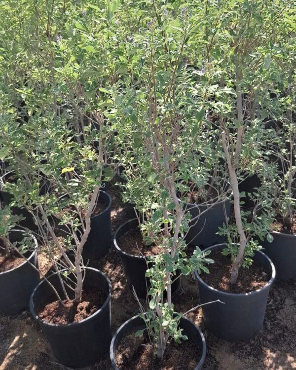 Vitex rotundifolia