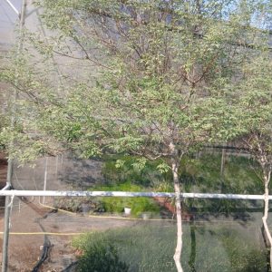 Vitex agnus-castus