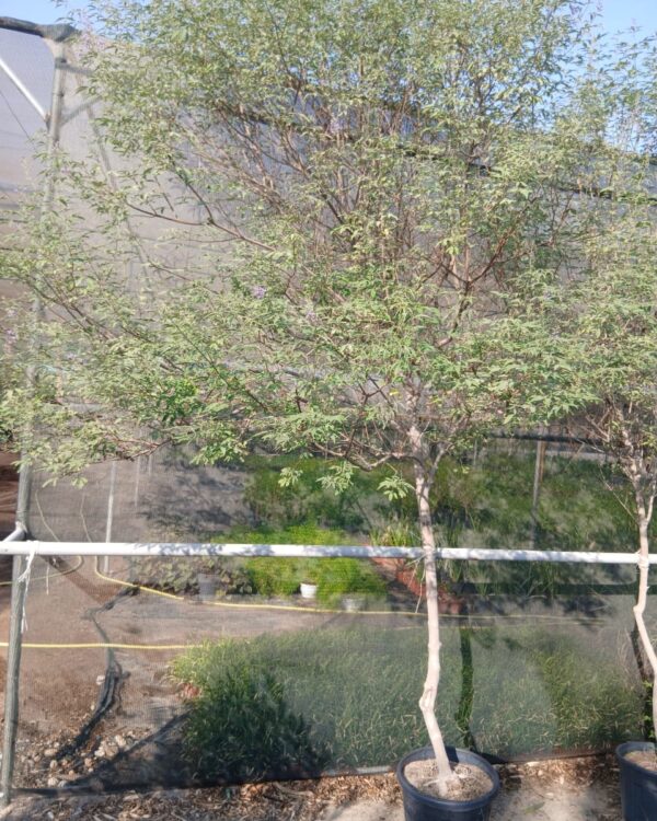 Vitex agnus-castus
