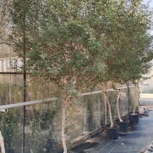 Vitex agnus-castus