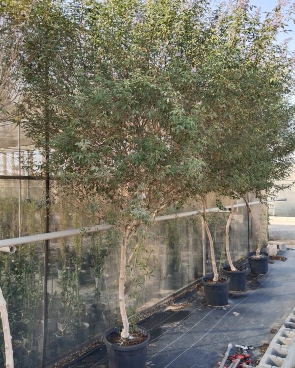 Vitex agnus-castus