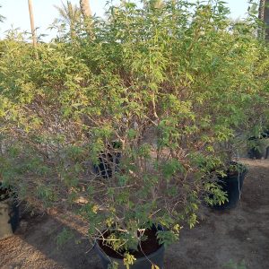 Vitex agnus-castus
