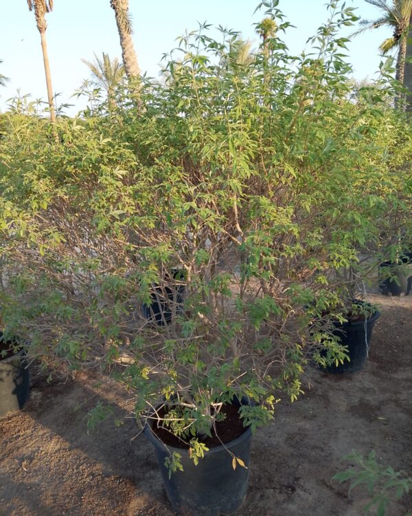 Vitex agnus-castus