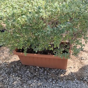 Vitex agnus-castus