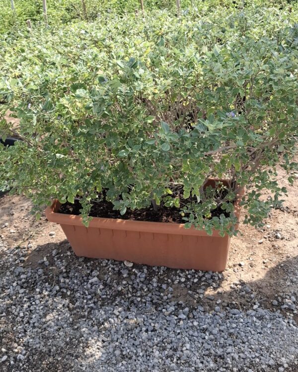 Vitex agnus-castus