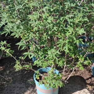 Vitex agnus-castus