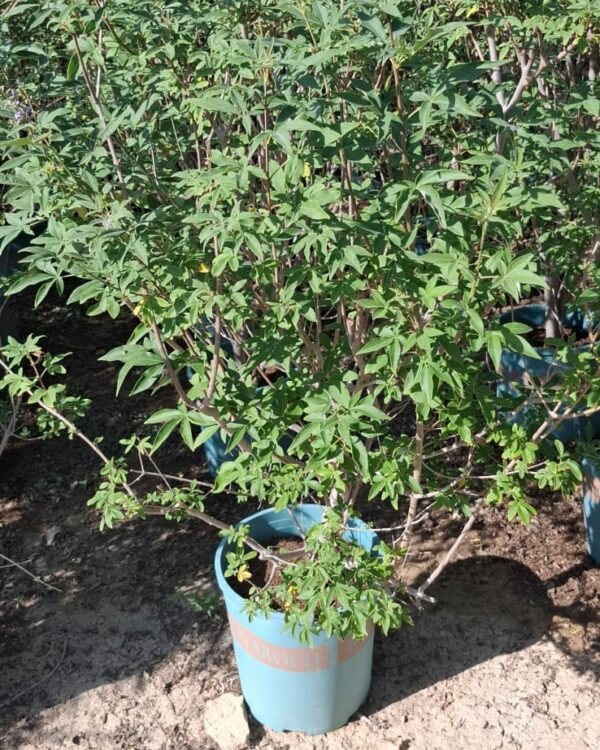 Vitex agnus-castus