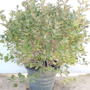 Vitex Purpurea