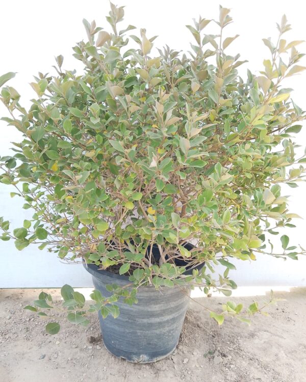 Vitex Purpurea