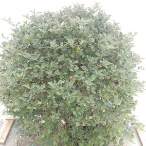 Vitex Purpurea