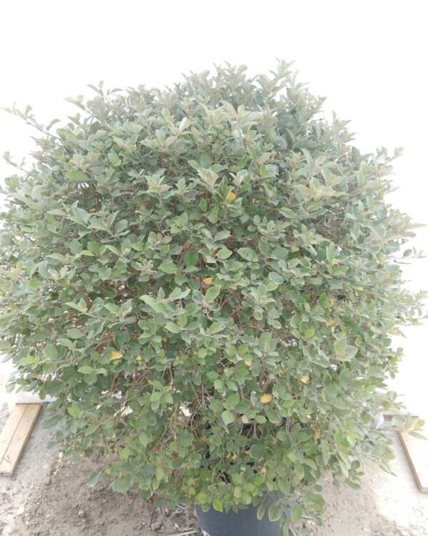 Vitex Purpurea