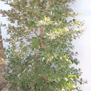 Vitex Purpurea