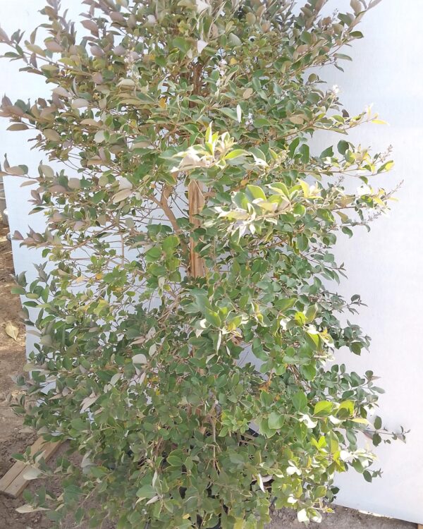 Vitex Purpurea