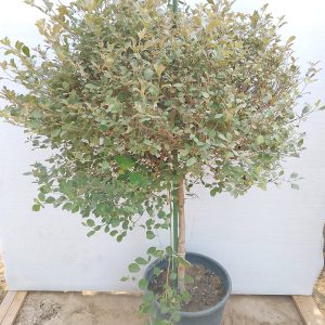 Vitex Purpurea