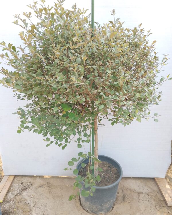 Vitex Purpurea