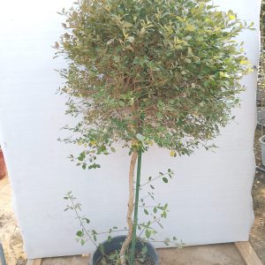 Vitex Purpurea