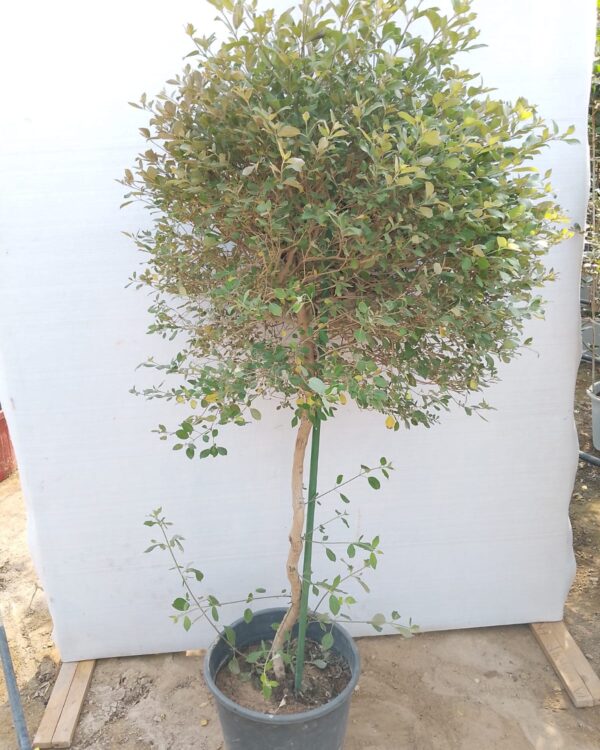 Vitex Purpurea